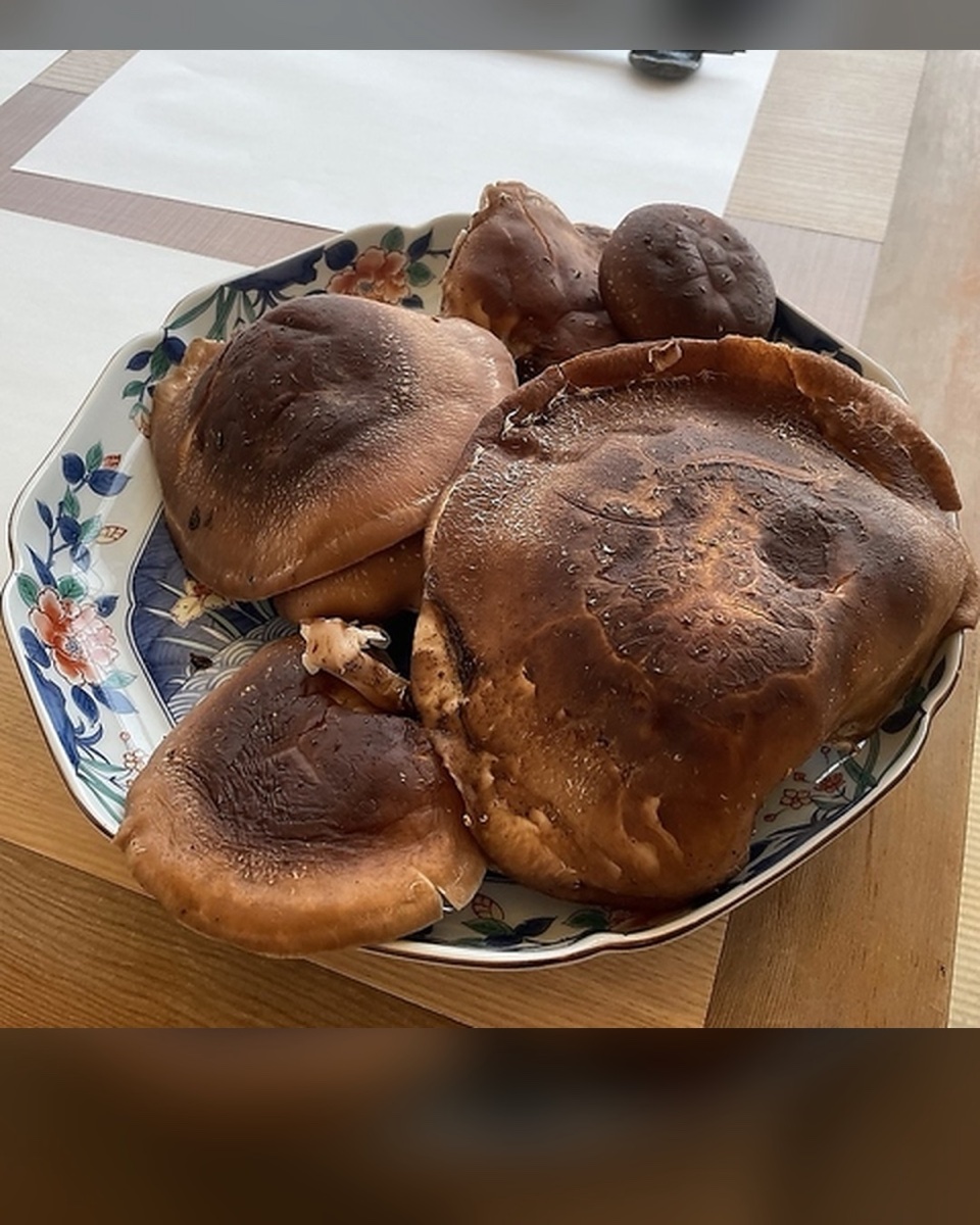 秋の食材、大ぶりの原木しいたけ。